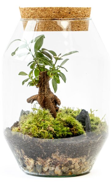 Skleněná dóza VERBENA s korkovým špuntem, 22x14 cm - osázené Ficus Microcarpa Ginseng