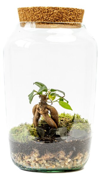 Skleněná dóza STIPA s korkovým špuntem, 30x17 cm - osázené Ficus Microcarpa Ginseng
