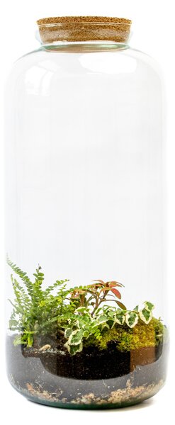 Skleněná dóza LONICERA s korkovým špuntem, 51x23 cm - osázené vlhkomilně