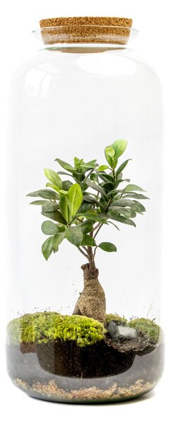 Skleněná dóza LONICERA s korkovým špuntem, 51x23 cm - osázené Ficus Microcarpa Ginseng