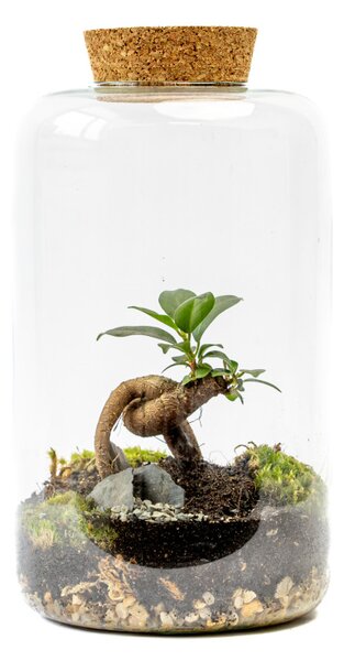 Skleněná dóza PAEONIA s korkovým špuntem, 25x15 cm - osázené Ficus Microcarpa Ginseng