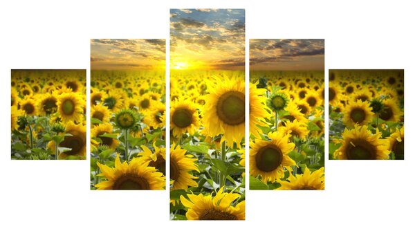 Obraz - Slunečnice při západu slunce (125x70 cm)