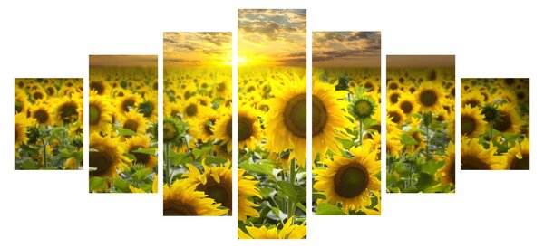 Obraz - Slunečnice při západu slunce (210x100 cm)
