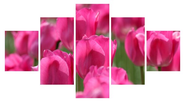 Obraz - Růžové tulipány (125x70 cm)