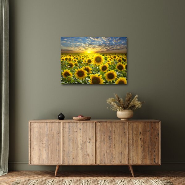 Obraz - Slunečnice při západu slunce (70x50 cm)