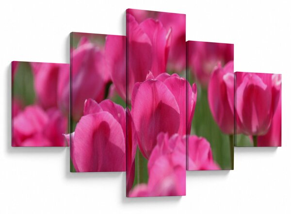 Obraz - Růžové tulipány (125x70 cm)