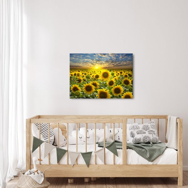 Obraz - Slunečnice při západu slunce (70x50 cm)