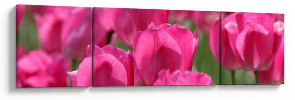 Obraz - Růžové tulipány (170x50 cm)