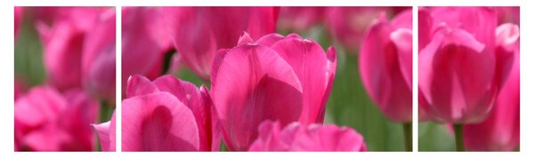 Obraz - Růžové tulipány (170x50 cm)