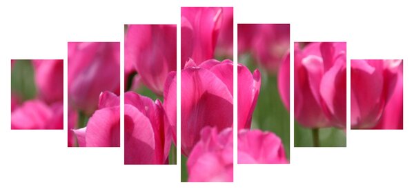 Obraz - Růžové tulipány (210x100 cm)