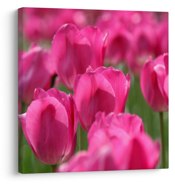 Obraz - Růžové tulipány (30x30 cm)