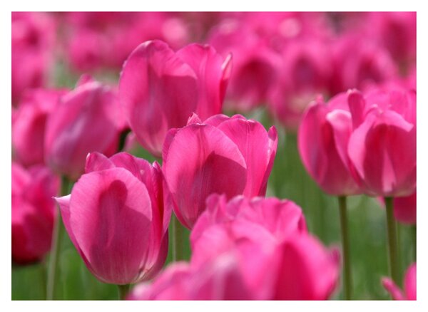 Obraz - Růžové tulipány (70x50 cm)