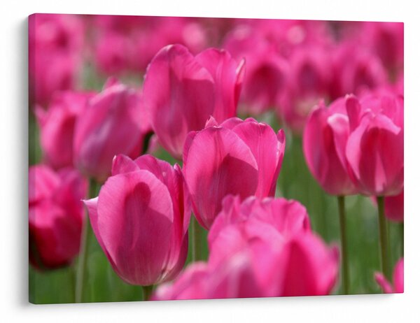 Obraz - Růžové tulipány (70x50 cm)