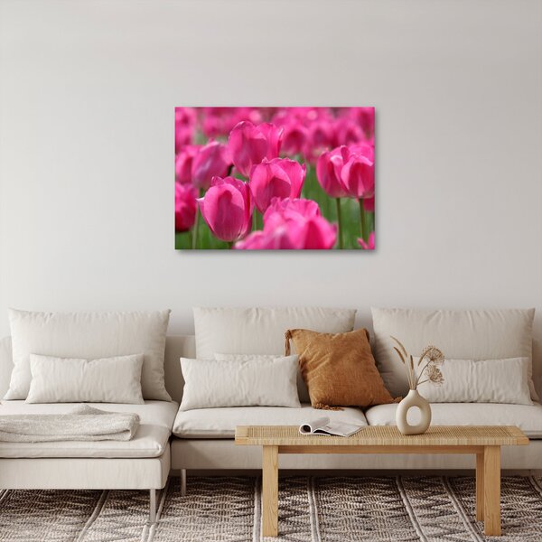 Obraz - Růžové tulipány (70x50 cm)
