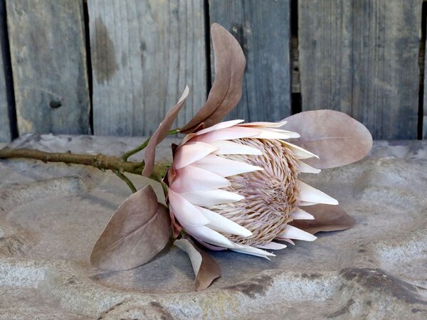 Dekorace květina Protea - 66 cm - Chic Antique