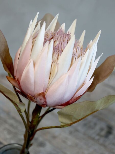 Dekorace květina Protea - 66 cm - Chic Antique