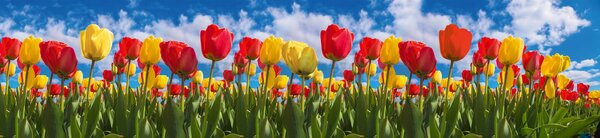 Samolepící tapety za kuchyňskou linku, rozměr 260 cm x 60 cm, barevné tulipány, DIMEX KI-260-131