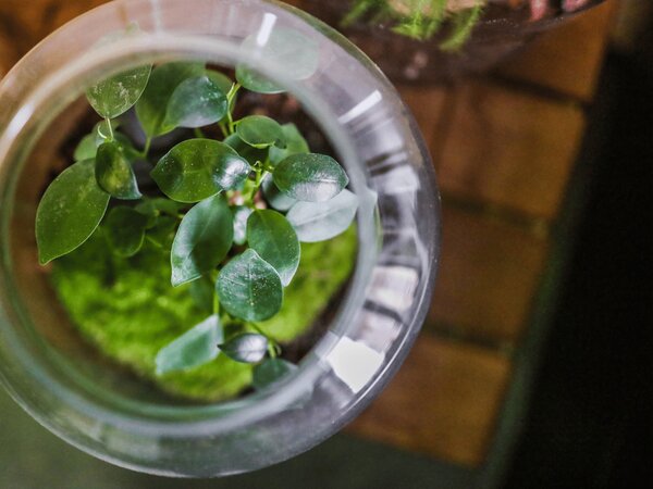 Skleněná váza DIGITALIS se zúženým otvorem - výška 35 cm, průměr 19 cm - osázené Ficus Microcarpa Ginseng