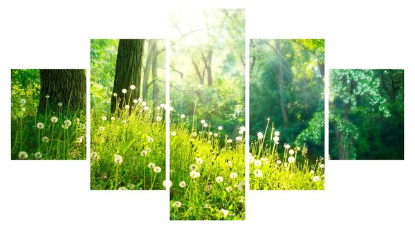 Obraz - Magická louka plná pampelišek (125x70 cm)
