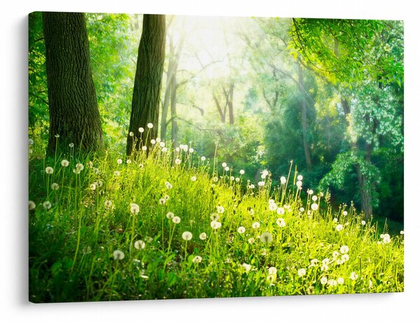 Obraz - Magická louka plná pampelišek (70x50 cm)