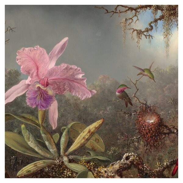 Obraz - Martin Johnson Heade, Cattleya Orchid and Three Hummingbirds, reprodukce (30x30 cm)