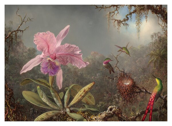 Obraz - Martin Johnson Heade, Cattleya Orchid and Three Hummingbirds, reprodukce (70x50 cm)