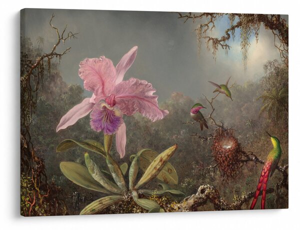 Obraz - Martin Johnson Heade, Cattleya Orchid and Three Hummingbirds, reprodukce (70x50 cm)