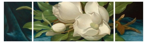 Obraz - Martin Johnson Heade, Giant Magnolias on a Blue Velvet Cloth, reprodukce (170x50 cm)