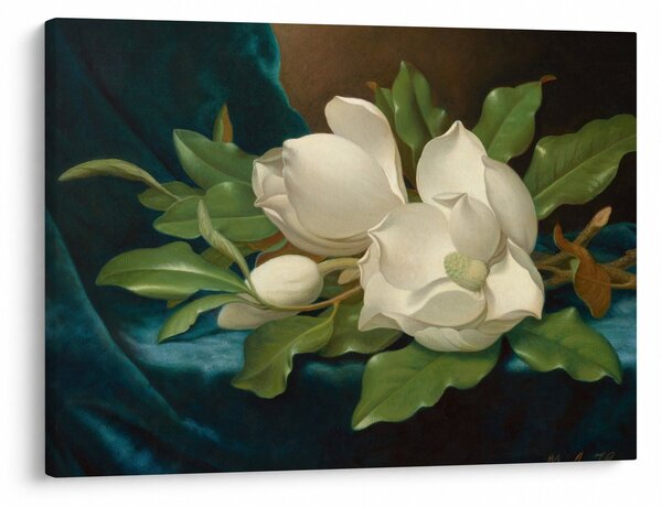 Obraz - Martin Johnson Heade, Giant Magnolias on a Blue Velvet Cloth, reprodukce (70x50 cm)