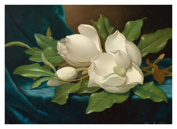Obraz - Martin Johnson Heade, Giant Magnolias on a Blue Velvet Cloth, reprodukce (70x50 cm)