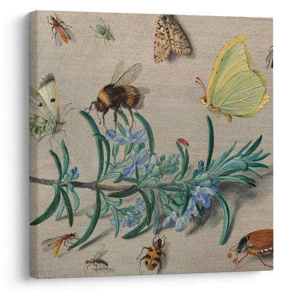 Obraz - Jan van Kessel the Elder, Insects and a Sprig of Rosemary, reprodukce (30x30 cm)