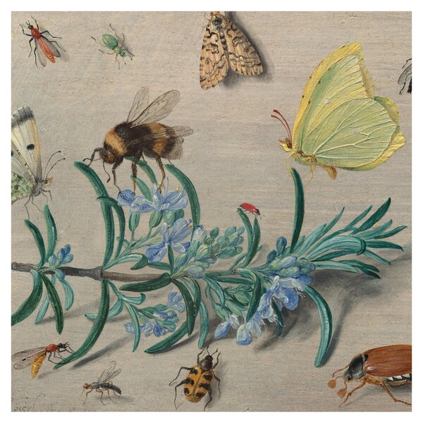 Obraz - Jan van Kessel the Elder, Insects and a Sprig of Rosemary, reprodukce (30x30 cm)