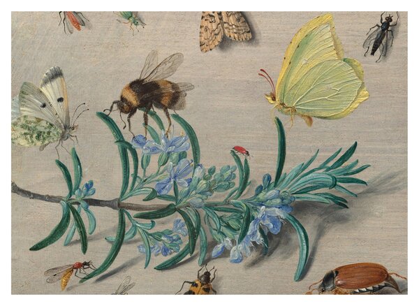 Obraz - Jan van Kessel the Elder, Insects and a Sprig of Rosemary, reprodukce (70x50 cm)