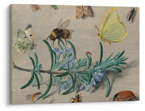 Obraz - Jan van Kessel the Elder, Insects and a Sprig of Rosemary, reprodukce (70x50 cm)