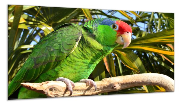 Obraz skleněný papoušek amazoňan na větvi - 30 x 60 cm