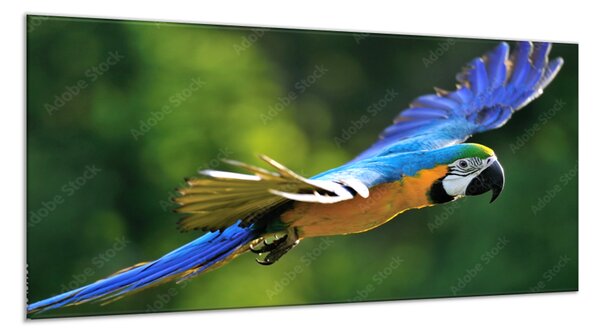 Obraz skleněný papoušek ara ararauna v letu - 34 x 72 cm