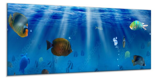 Obraz skleněný mořské ryby pod hladinou - 34 x 72 cm