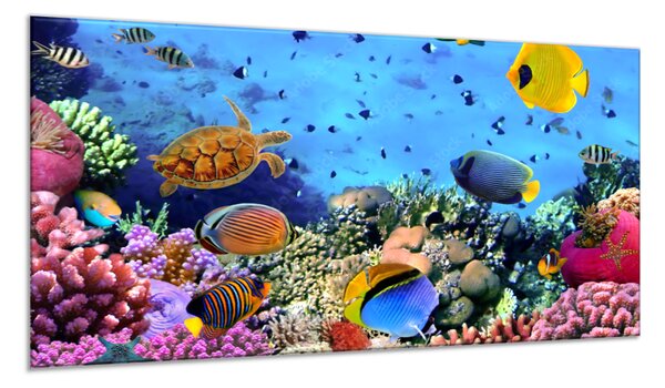 Obraz do koupelny želva, ryby, korály a sasanky - 34 x 72 cm