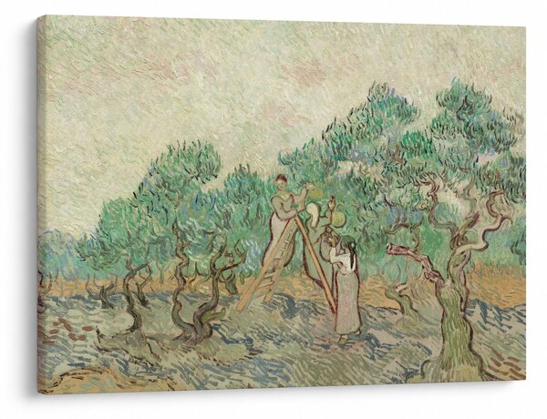 Obraz - Vincent van Gogh, The Olive Orchard, reprodukce (70x50 cm)