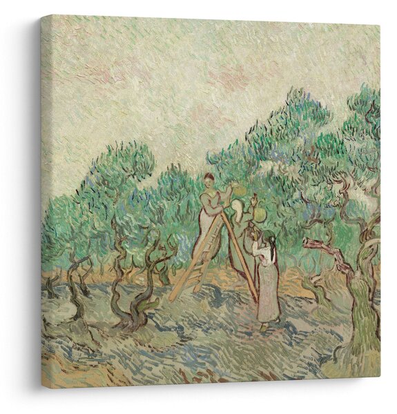 Obraz - Vincent van Gogh, The Olive Orchard, reprodukce (30x30 cm)
