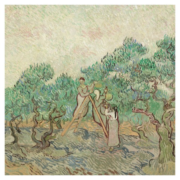 Obraz - Vincent van Gogh, The Olive Orchard, reprodukce (30x30 cm)