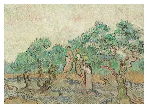 Obraz - Vincent van Gogh, The Olive Orchard, reprodukce (70x50 cm)