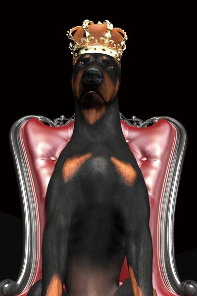 Obraz Dog in Crown