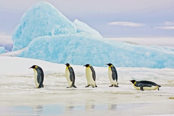 Obraz Penguins