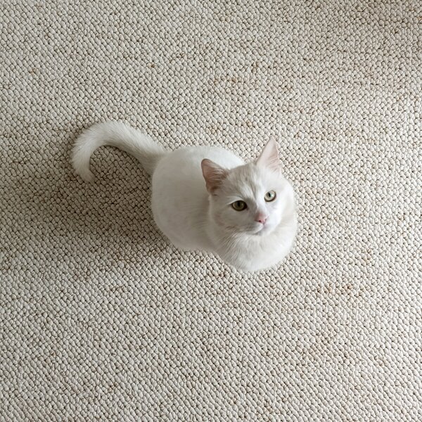 BT Carpet, Kusový koberec Wolly 102843, 60x90, bílá, ložnice