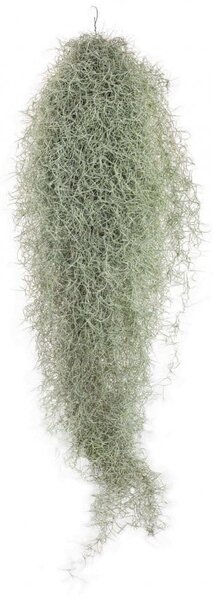 Tilandsie provazovkovitá, Tillandsia usneoides, závěs 90 - 100 cm dlouhý