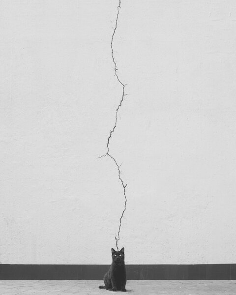 Umělecká fotografie Cat thoughts, alizolghadri93, (30 x 40 cm)