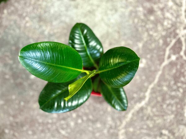 Ficus elastica Robusta, průměr 8,5 cm Fíkovník pryžodárný, Fíkovník, Gumovník