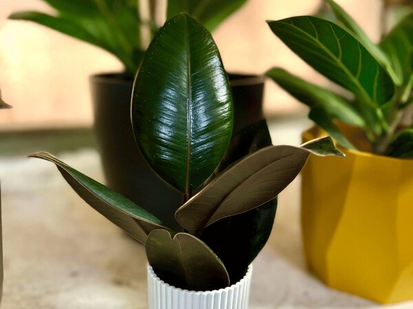 Ficus elastica Abidjan, průměr 8,5 cm Fíkovník