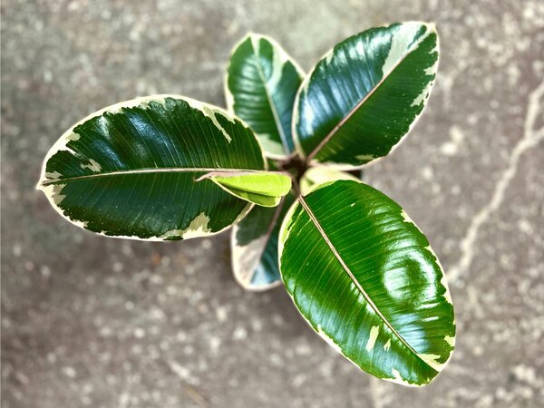 Ficus elastica Tineke, průměr 17 cm Fíkovník pryžodárný, Fíkovník, Gumovník